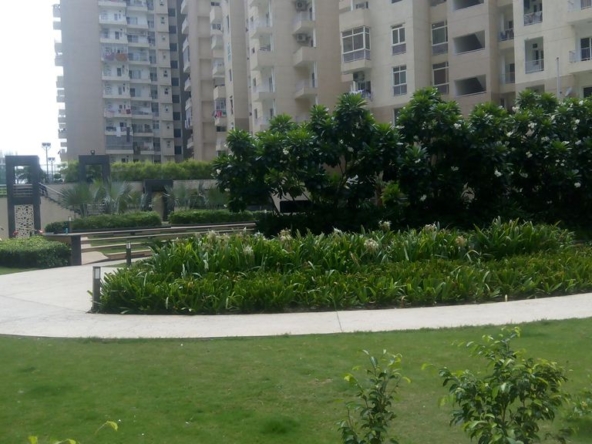 ajnara-daffodil-garden